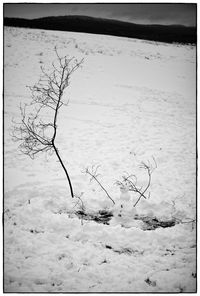 Bare tree on snow covered landscape