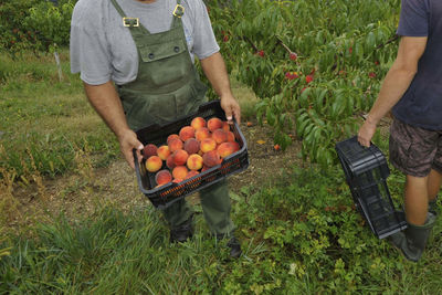 Low section of man holding fresh fruits in farm
