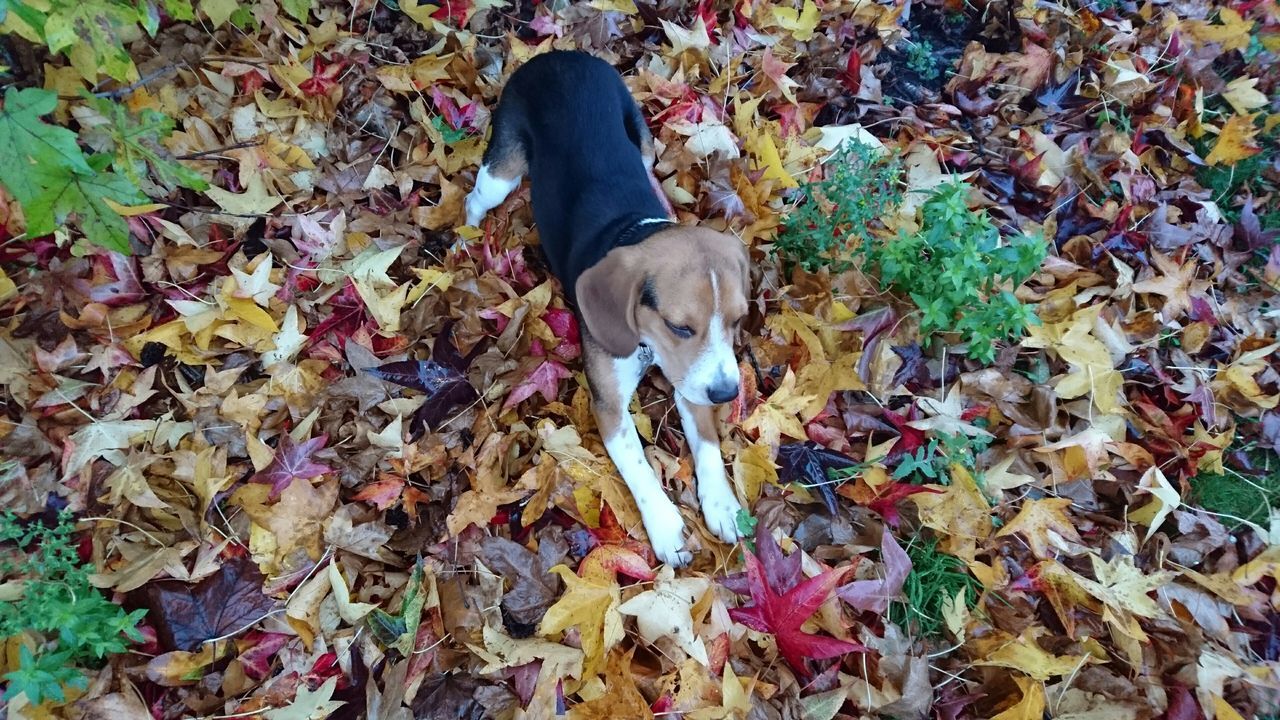 animal themes, domestic animals, one animal, pets, mammal, dog, field, leaf, standing, autumn, full length, grass, nature, high angle view, outdoors, day, change, walking