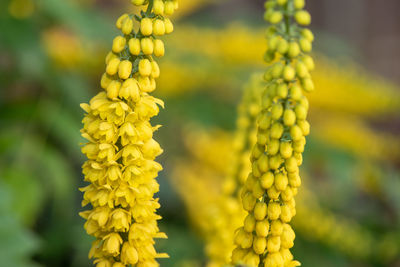 Close-up of yellow flowering plant