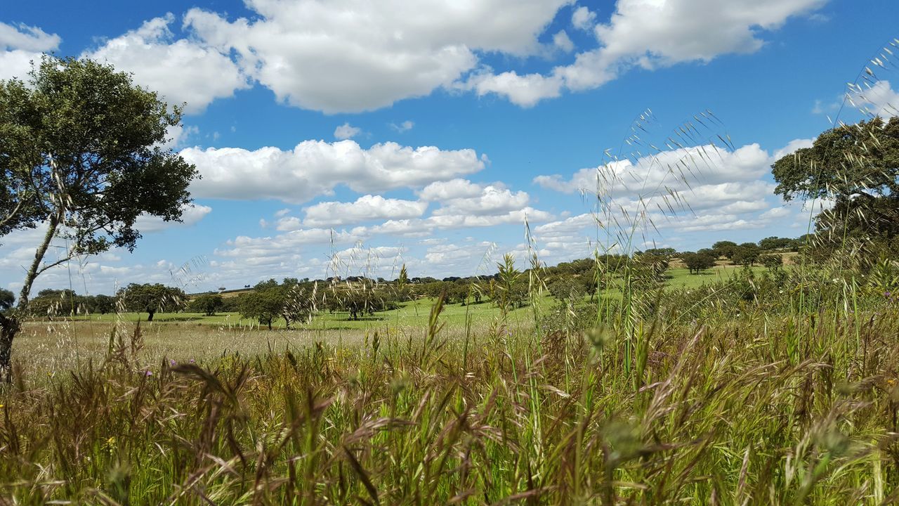 sky, field, landscape, tranquil scene, tranquility, growth, grass, plant, nature, cloud, cloud - sky, rural scene, beauty in nature, scenics, agriculture, blue, crop, tree, farm, day