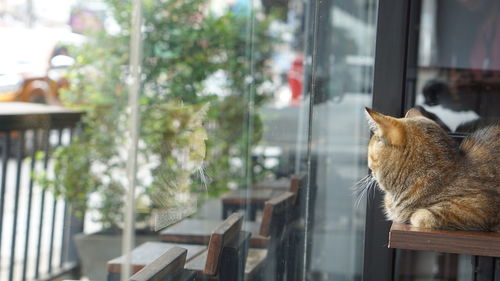 Cat looking through window