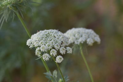 Close-up of white flowering plant