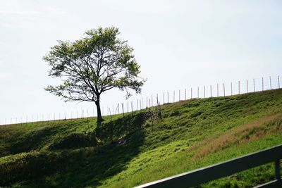 Tree growing on grassy field against clear sky