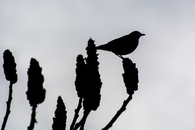 Low angle view of silhouette bird against sky