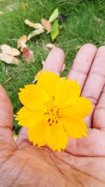 Close-up of cropped hand holding yellow flower