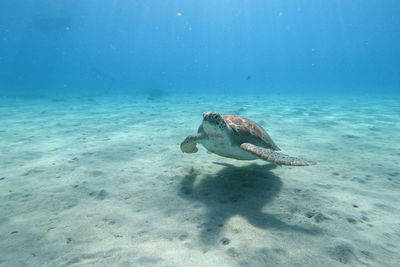 View of turtle swimming in sea