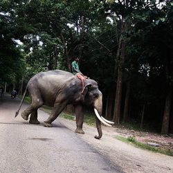 Dog on road