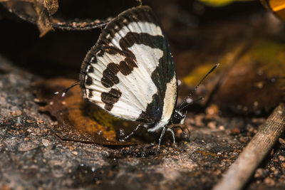 Close-up of butterfly on wood