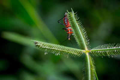 Close-up of insect on leaf