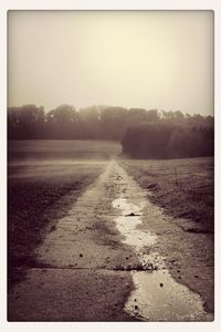 Surface level of road along trees