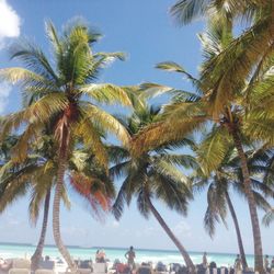 Palm trees on beach against sky