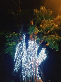 High angle view of plants against trees at night