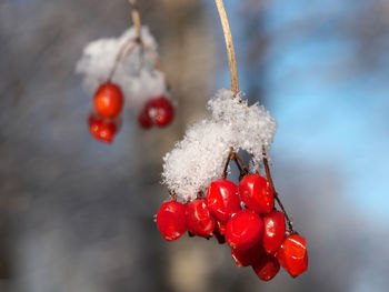 Close-up of frozen red berries