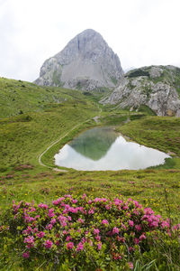 Scenic view of flowering plants by mountains against sky