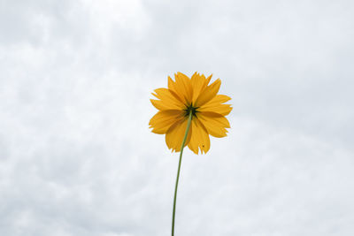 Low angle view of flowering plant against sky