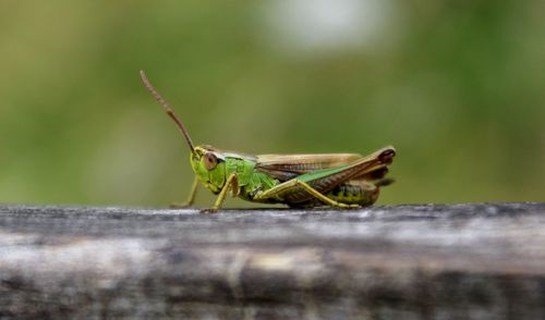 Close-up of grasshopper on wall