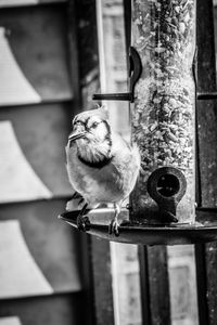 Close-up of bird perching