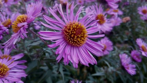 Close-up of purple flowers blooming outdoors