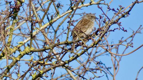 Low angle view of bird perching on tree