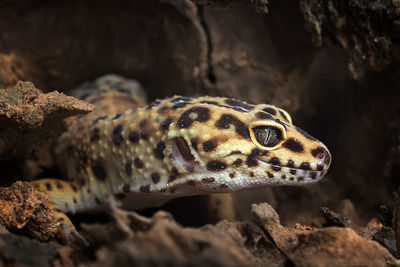 Close-up of lizard on rock