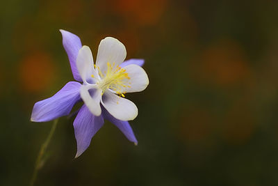 Close-up of purple flowering plant