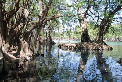 Scenic view of lake in forest