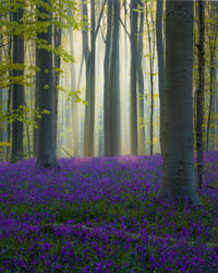 Purple flowering plants by trees in forest