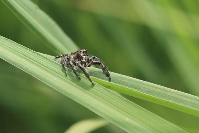 Close-up of spider on leaf