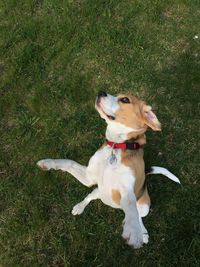 High angle view of dog sitting on field