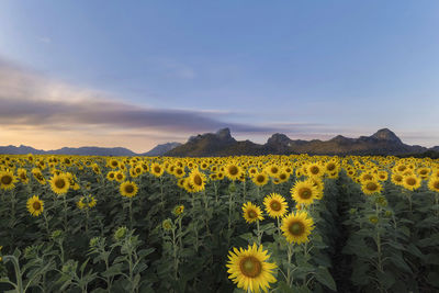 Yellow flowers in field