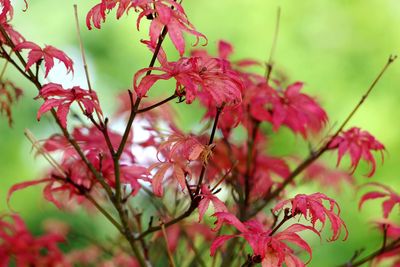 Close-up of flower tree