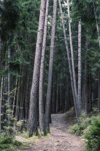 Trees growing in forest