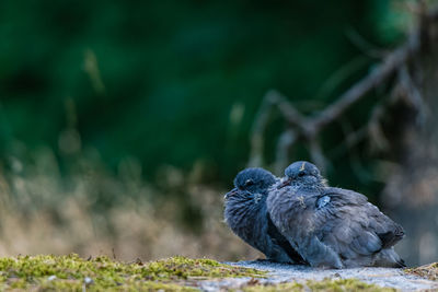 Close-up of bird perching on a land