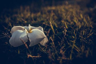 Close-up of mushroom growing on field