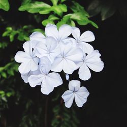 Close-up of white flowers