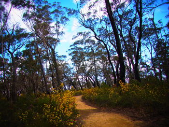 Trees in forest