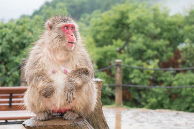 Monkey or japanese macaque looking away while sitting