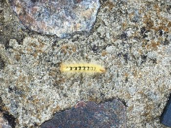 Close-up of text on rock