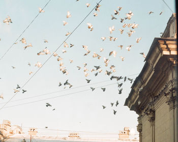 Low angle view of birds flying against sky