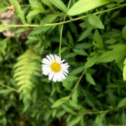 Close-up of white flower blooming outdoors