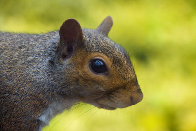 Close-up of squirrel