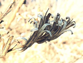 Close up of plant against blurred background