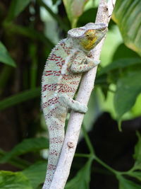 Close-up of a chameleon on tree