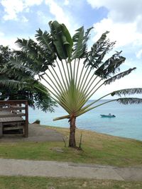 Palm tree by sea against sky