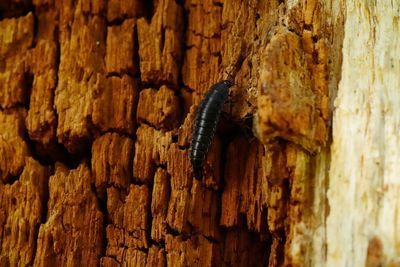 Close-up of insect on tree trunk