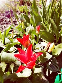 Close-up of flowers blooming outdoors