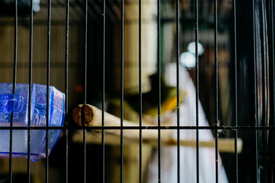 Close-up of bird in cage