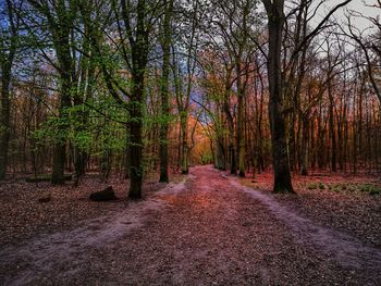 Road amidst trees in forest during autumn