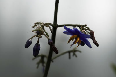 Close-up of purple flowering plant